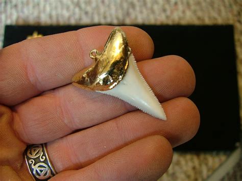 big shark tooth for sale